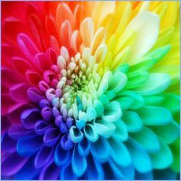 Pigment Dispersion